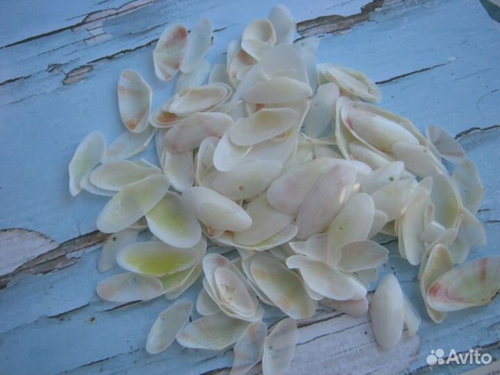 Ракушки натуральные