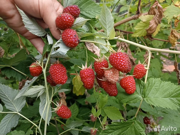 Малина ремонтантная смесь сортов