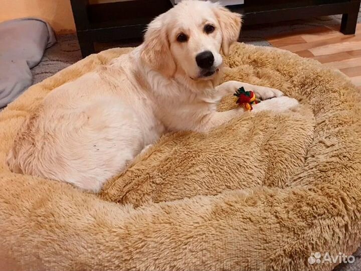 Лежанка для собак Бесплатная Доставка по России