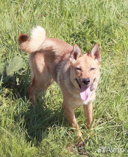 Небольшая собака