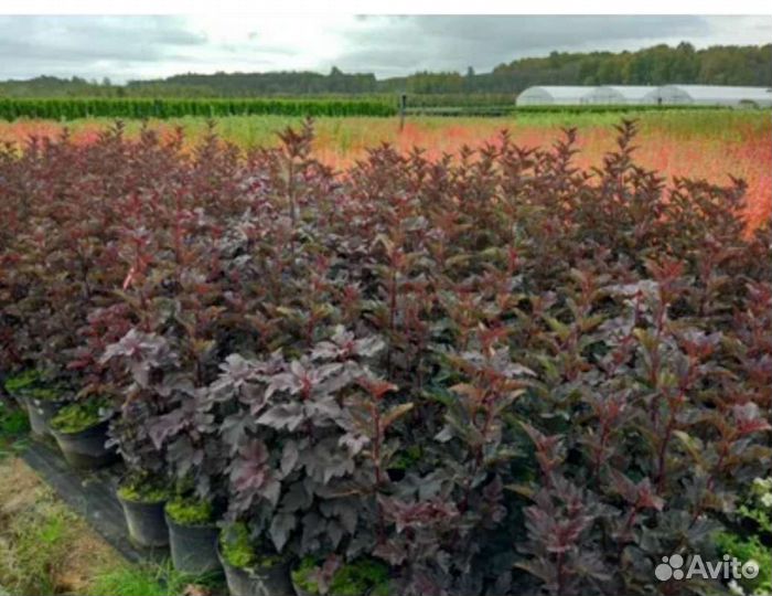 Пузыреплодник калинолистный