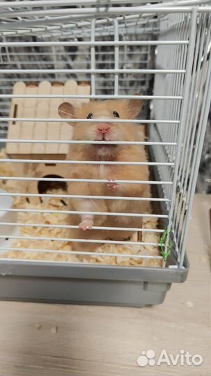 Сирийский хомяк девочка