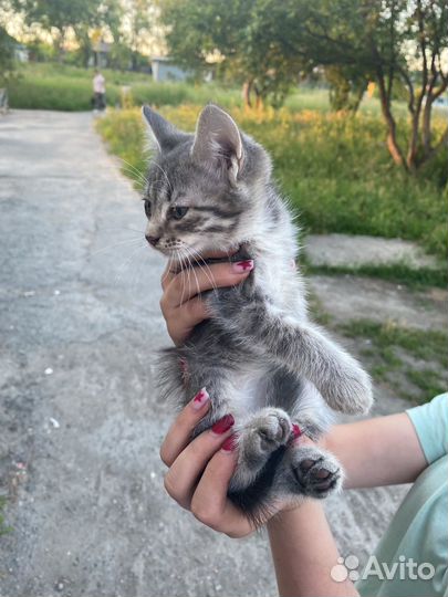 Отдаётся котёнок ) девочка,бесплатно