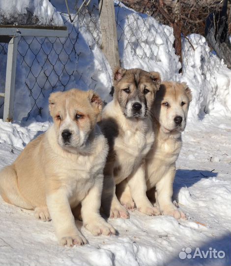 Девочки сао