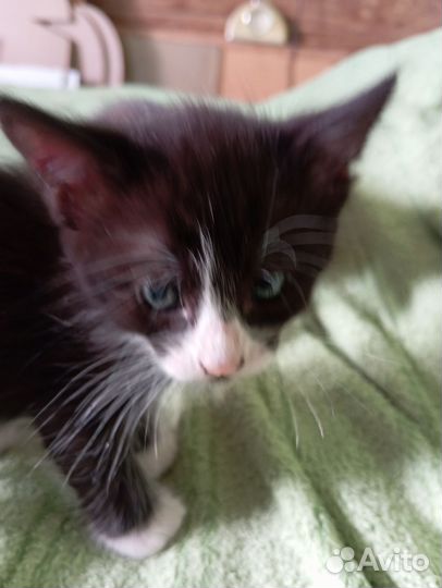 Котята в добрые руки 1 месяц