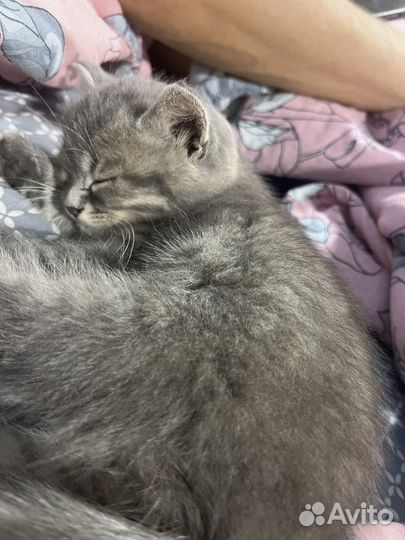 Отдам малышей в добрые руки