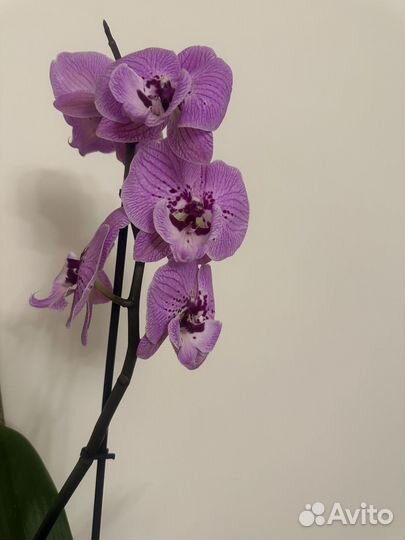 Орхидея биг лип