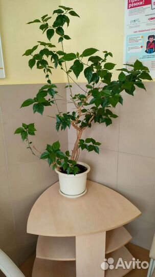 Китайская роза, декабрист