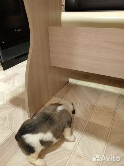 Щенки амстаффа