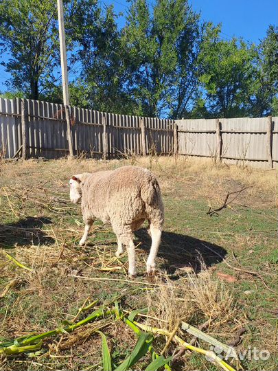 Баранчики Тексель