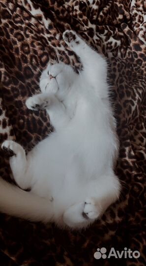 Шотландская шиншилла