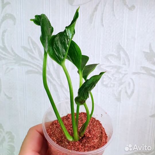 От 21.10. Комнатные растения, цветы