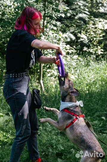 Кинолог. Дрессировка и выгул собак Спб