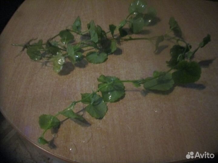 Аквариумные растения + рыбки