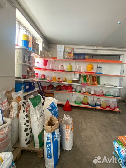 Овёс урожай 2022