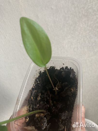 Дримиопсис пятнистый