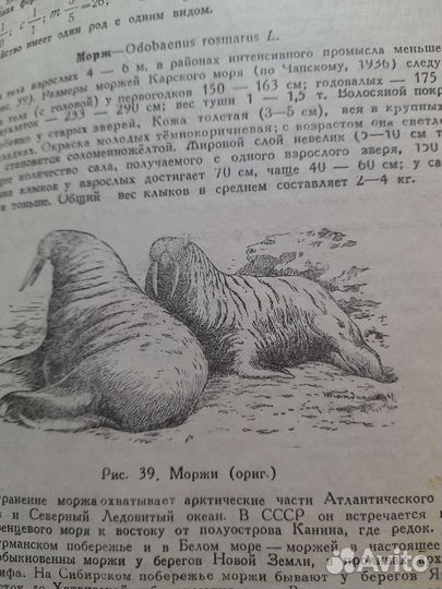 Биология промысловых зверей и птиц СССР