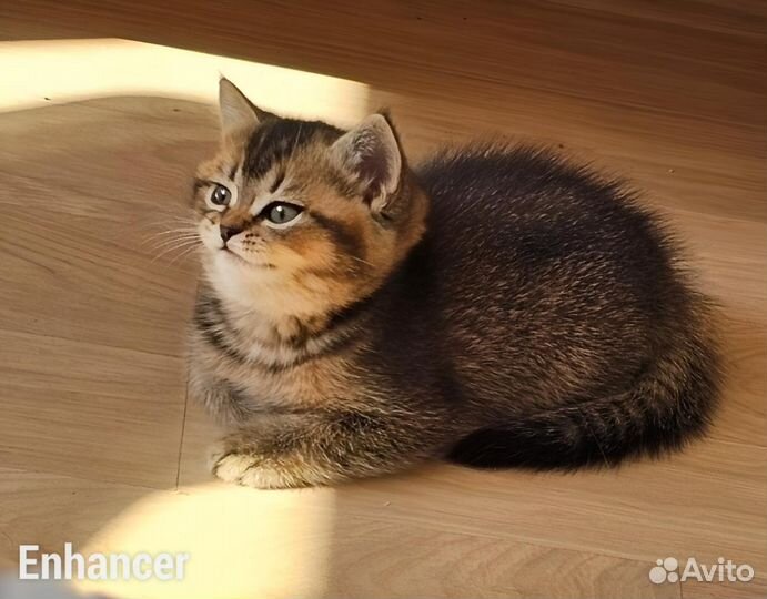 Шотландская прямоухая кошка