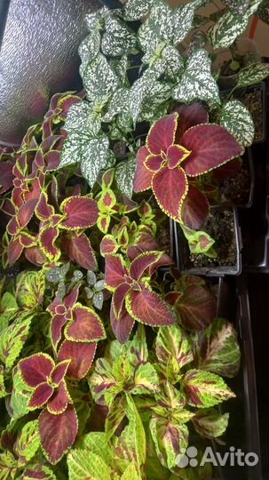 Рассада цветов