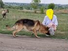 Собака немецкая овчарка бесплатно объявление продам