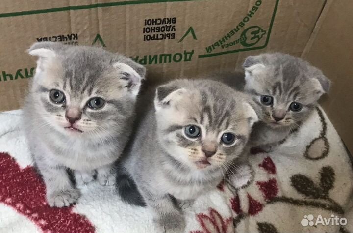 Вислоухие котята