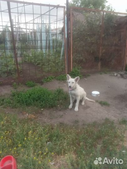 Отдам в добрые руки