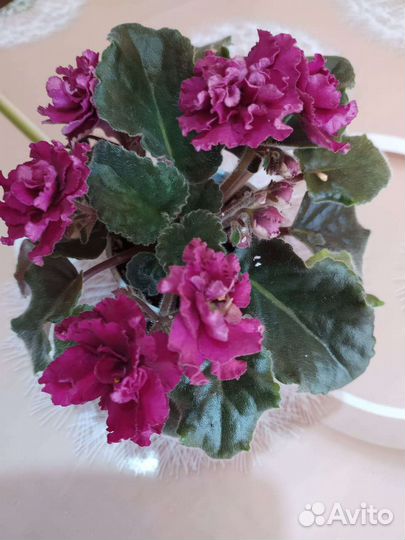 Сортовые фиалки, пока не цветут