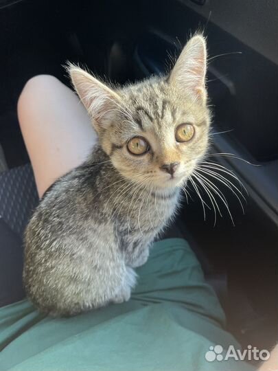 Шотланский котенок