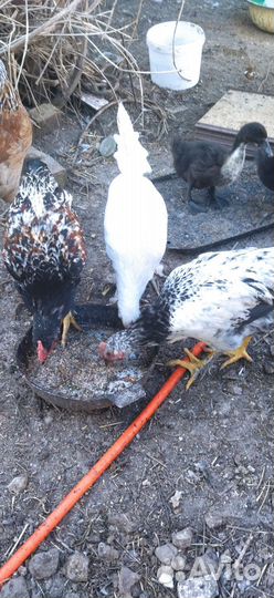 Молодые петушки