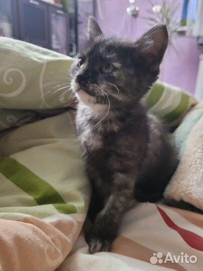 Котенок девочка 1.5 месяца