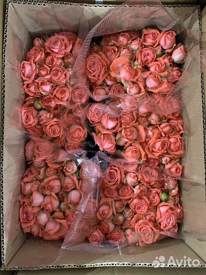 Кустовые розы и другие цветы оптом