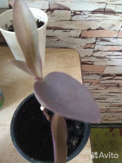 Цветы комнатные