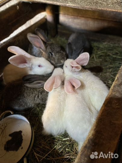 Кролик великаны