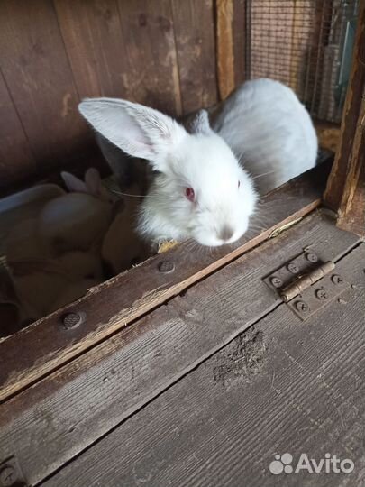 Кролики мясных пород