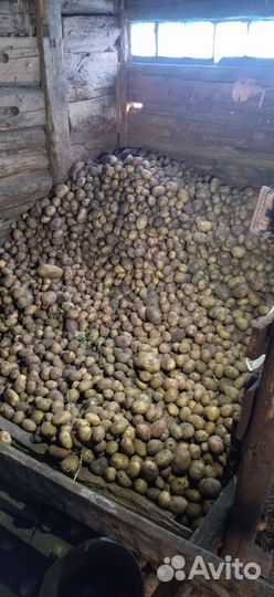 Продажа деревенского картофеля
