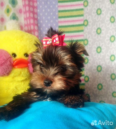 Йорки с документами