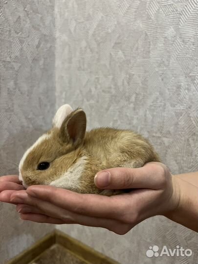 Кролик