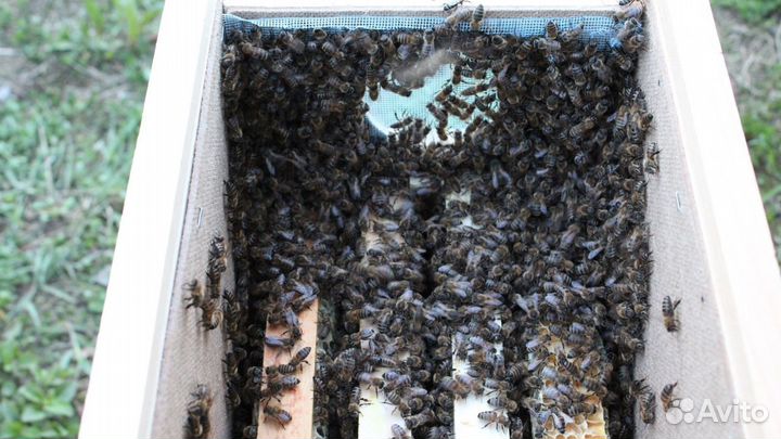 Пчелопакеты и пчелосемьи карника