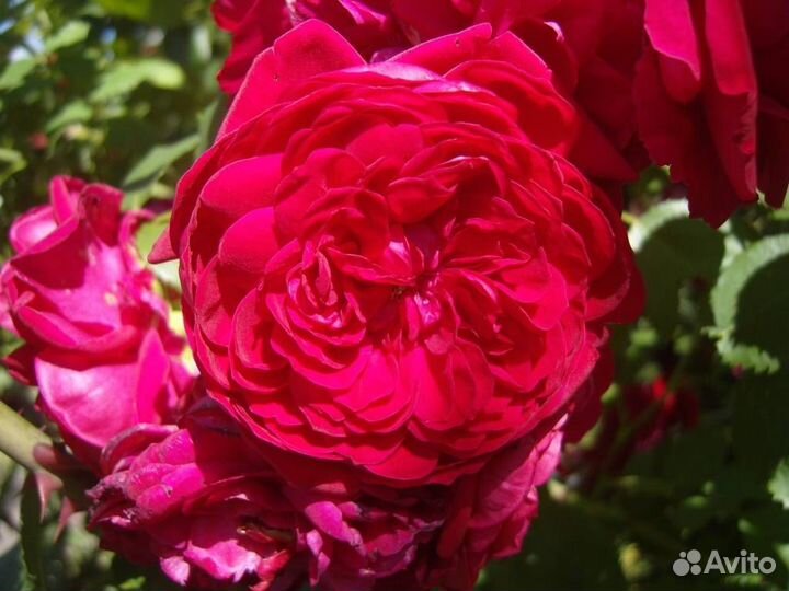 Саженцы роза Канадская Квадра