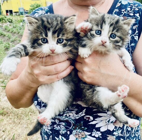 Пушистые котята