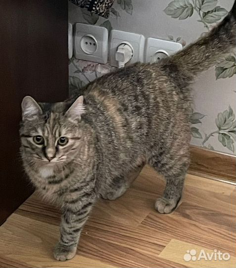 Кошка в добрые руки