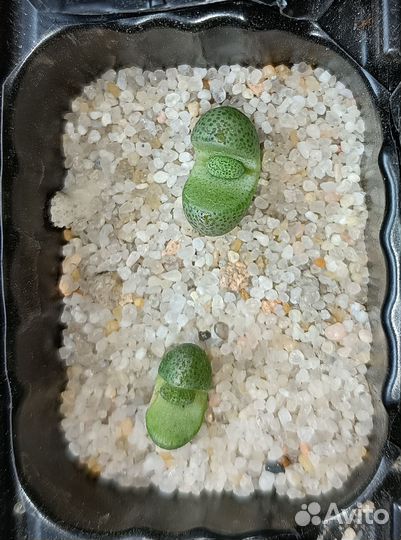 Суккуленты плейоспиллос