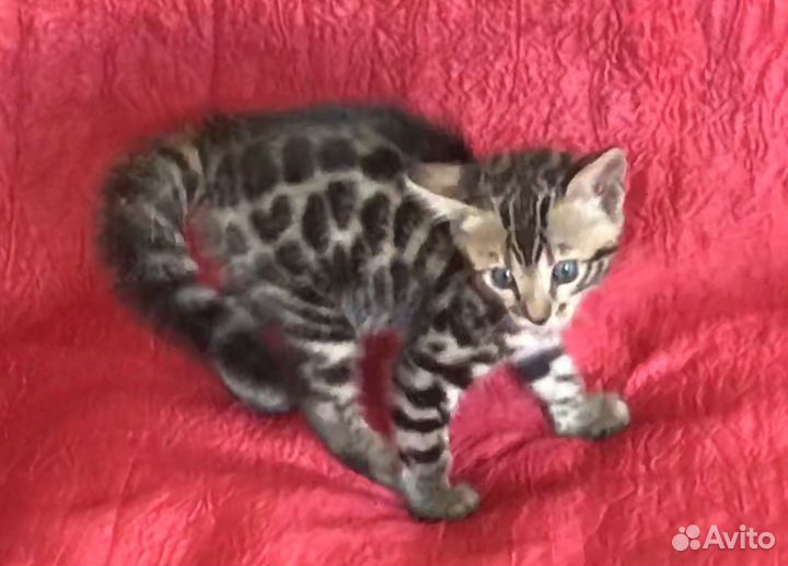 Бенгальские котята