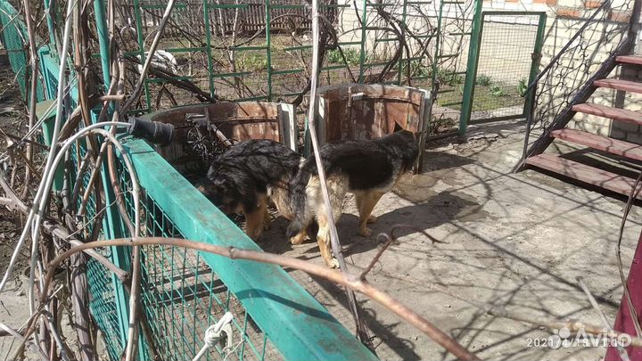 Кобель немецкой овчарки для вязки