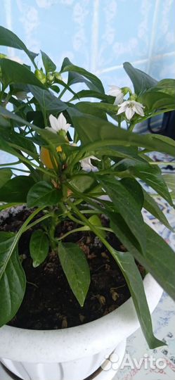 И вкусно, и красиво, и полезно. Перец острый