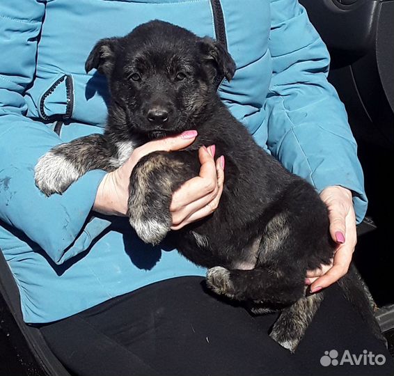 Ищу добрый дом