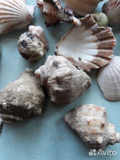 Ракушки разные
