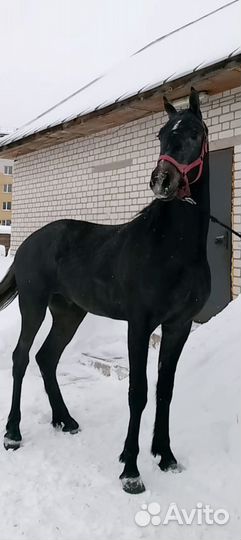 Продаётся жеребчик