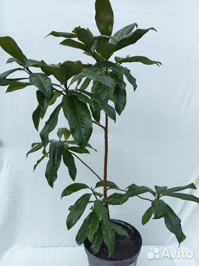 Магнолия крупноцветковая вечнозелёная