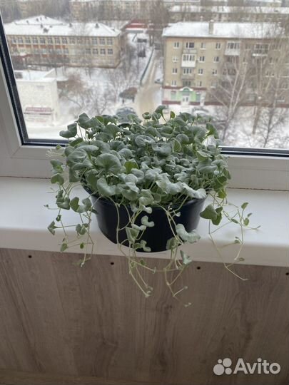 Дихондра серебристая